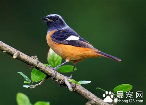 家裡養鳥好嗎|【家裡養鳥好嗎】家裡養鳥好嗎？千萬別犯這些風水禁忌，小心招。